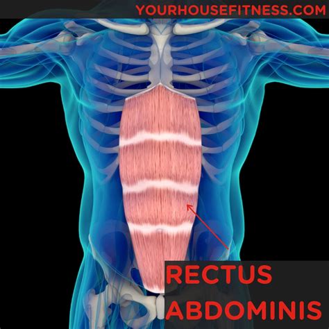 origin and insertion of rectus abdominis|More.